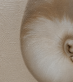 PEARL SHELL