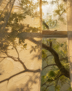 MORNING LIGHT