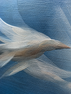 WINGS IN MOTION